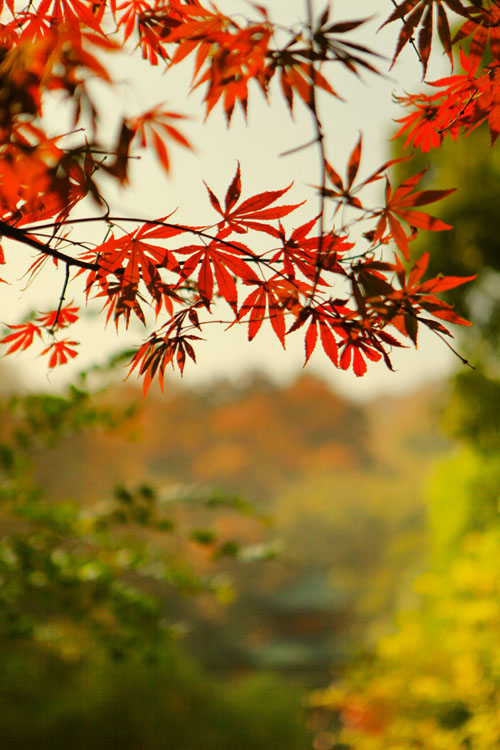 &#66;&#79;&#66;&#21322;&#23707;
