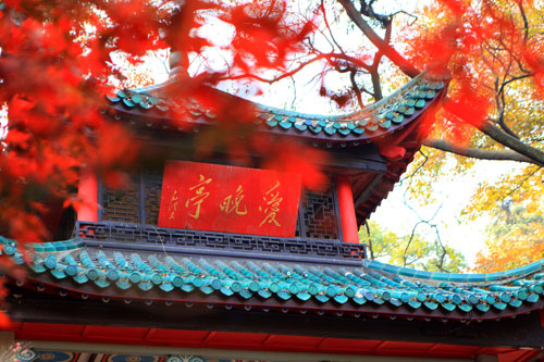 &#66;&#79;&#66;&#21322;&#23707;